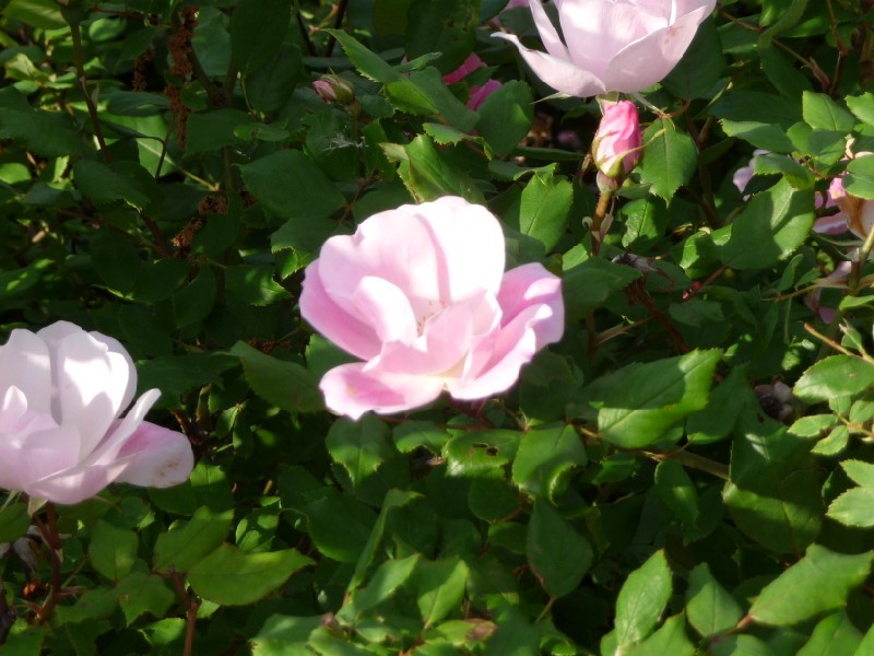 Pink flowers 2.JPG